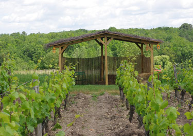 Vignoble du Domaine Sauvète à Monthou-sur-Cher
