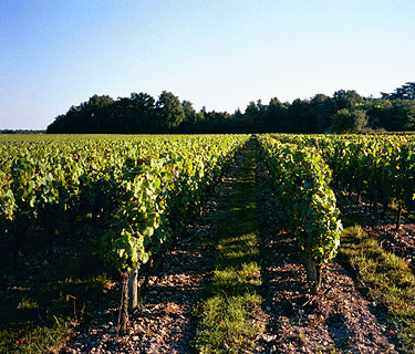 Plateaux de la Mardelle et de la bocagerie pour nos vins blanc